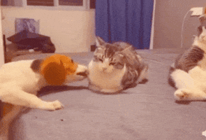 Cat GIF
