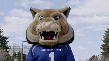 Oh Yeah Reaction GIF by Montana State University