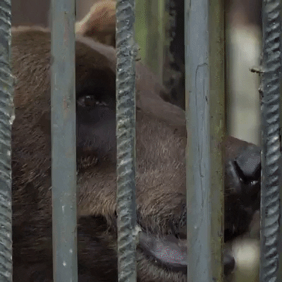 fourpaws_australia bears animal rescue animal welfare animal cruelty GIF