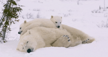 Polar Bear Bears GIF by Oceana