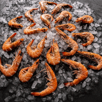 Prawn GIF by Fish for Thought