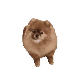 Dog Lady Sticker