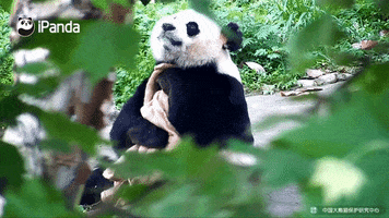 panda animaux GIF by BFMTV