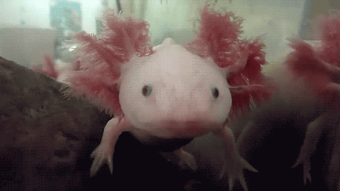 Fantastic Ideas Cute Happy Gif Axolotl Lee Dii