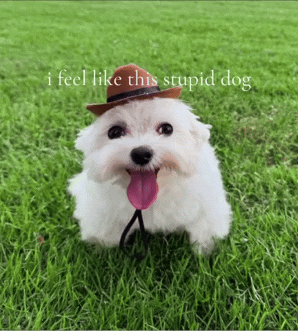 Dog Stupid GIF
