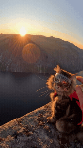 Cat Flying GIF