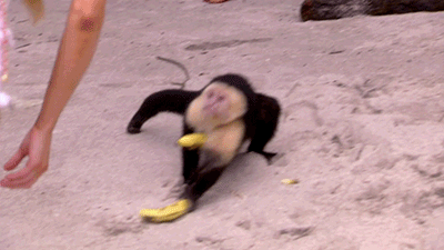 Have you ever sat on a banana by accident