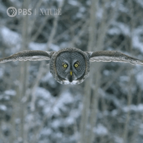 Flying Pbs Nature GIF by Nature on PBS
