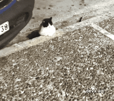 Angry Cat GIF by DevX Art