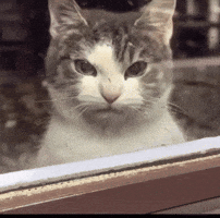 Cat GIF