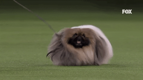 westminster kennel club