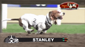 Dog Race GIF by Storyful