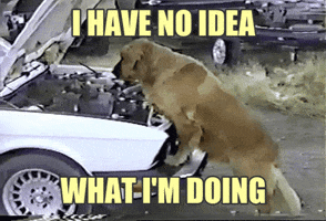 Dog I Have No Idea What Im Doing GIF