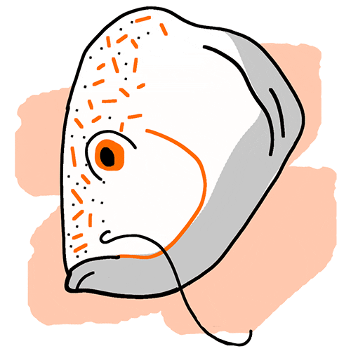Fish Sticker