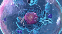 pbsdigitalstudios-biology-molecule-alpha-gal-VXo9MzpYalwPUNEfKT