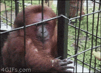 Angry-monkey GIFs - Get the best GIF on GIPHY