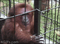 200w.gif