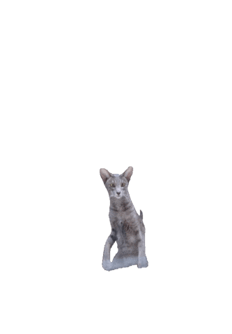Animated Sticker