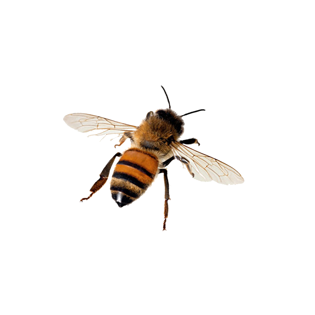 Honey Bee Sticker by Pass the Honey for iOS & Android GIPHY