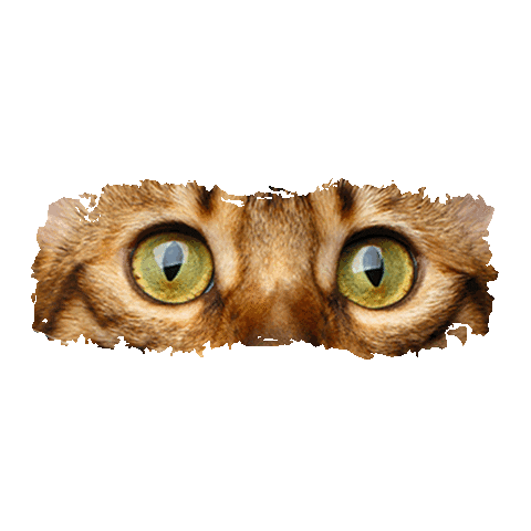 Crave France Sticker