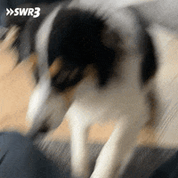 Tired Dog GIF by SWR3