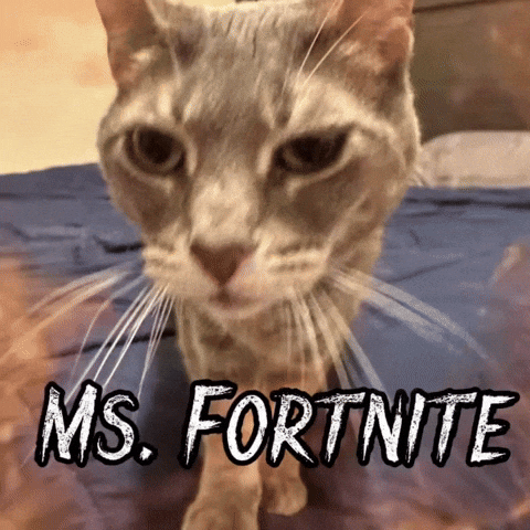 Mr P Cat GIF