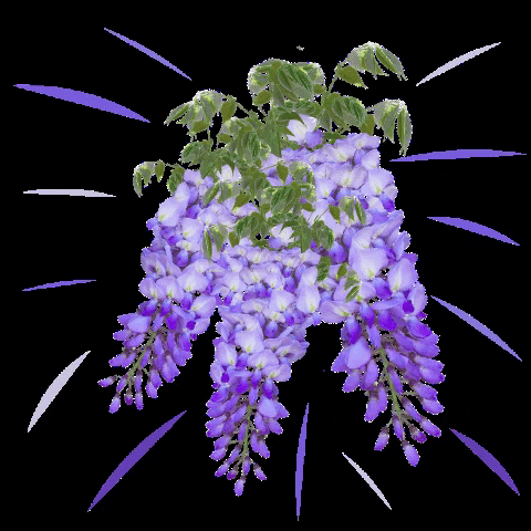 robertcollege1863 GIF