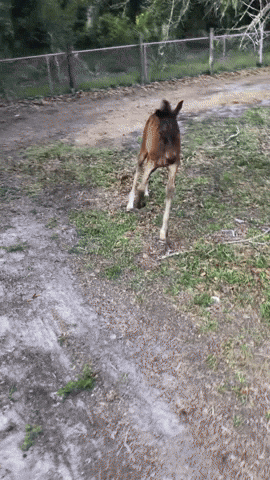 Freerideequestrian GIF