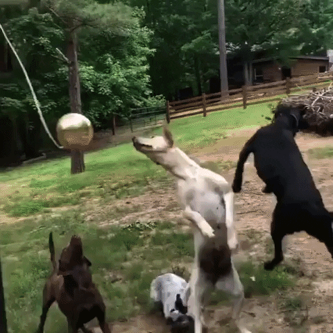 Dog Tetherball GIF