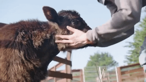 Mercy For Animals GIF - Find & Share on GIPHY