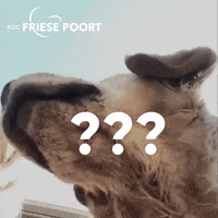 Who Are You Dog GIF by roc friese poort