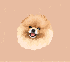 shineonmepetboutique GIF