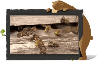 henriapell bar honey bees honig GIF