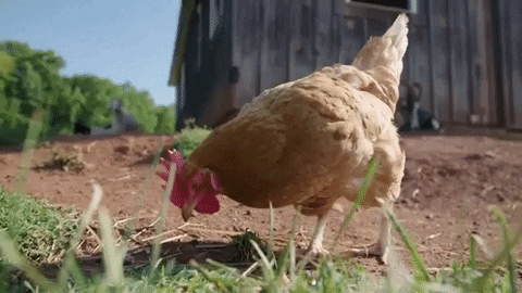 Kuřecí Vegan GIF od Mercy For Animals