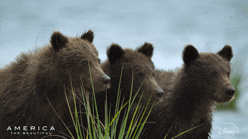 Bear America GIF by Nat Geo Wild