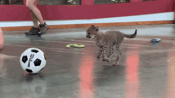 Play Ball Cat GIF by Cincinnati Zoo