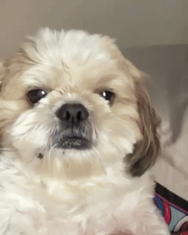 Dog GIF