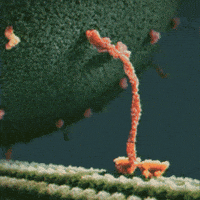 protein-kinesin-Vg711CGH7x55K