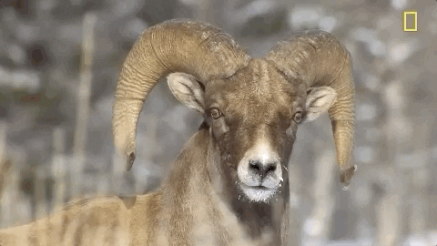 Mouflon GIFs - Get the best GIF on GIPHY