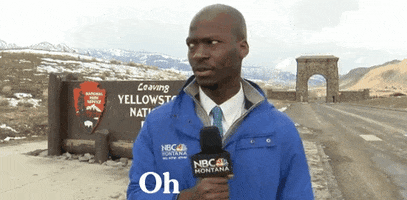 Bison GIF