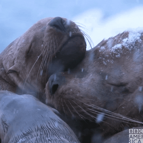 Sea Lion Snow GIF by BBC America