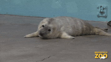 Tired What Should I Do GIF by Brookfield Zoo