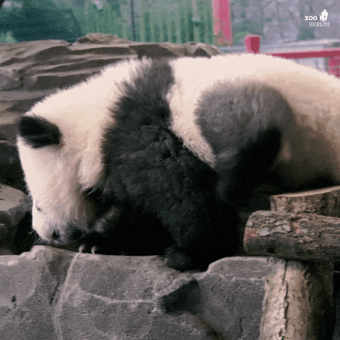 Pandas GIFs - Find & Share on GIPHY