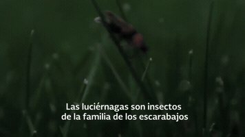 Firefly Santuario Tlaxcala GIF