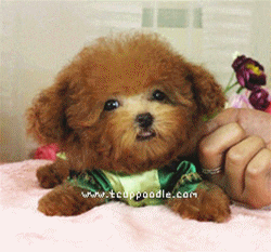 Poodle GIF by Kate