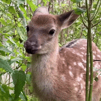 dorn-ivan-beauty-nice-elk-Vli1b82XwKI6gGk94Y