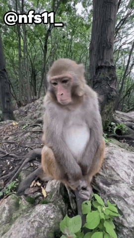 Monkey Meme GIF