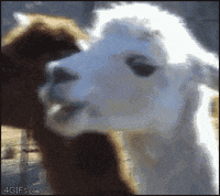 Chewing Goat GIFs - Get the best GIF on GIPHY