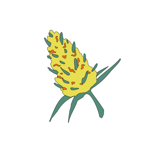 Flower Smoke Sticker by Wildlife Cannabis