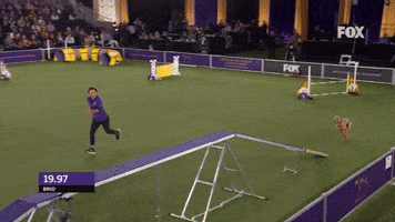 Westminster Dog Show GIF by Westminster Kennel Club
